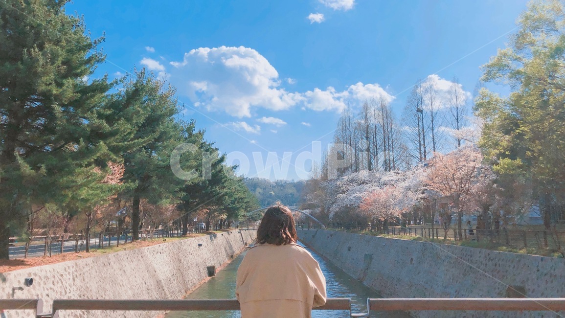 봄하늘,뒷모습,뒷태,벚꽃,다리,봄,나들이,산책