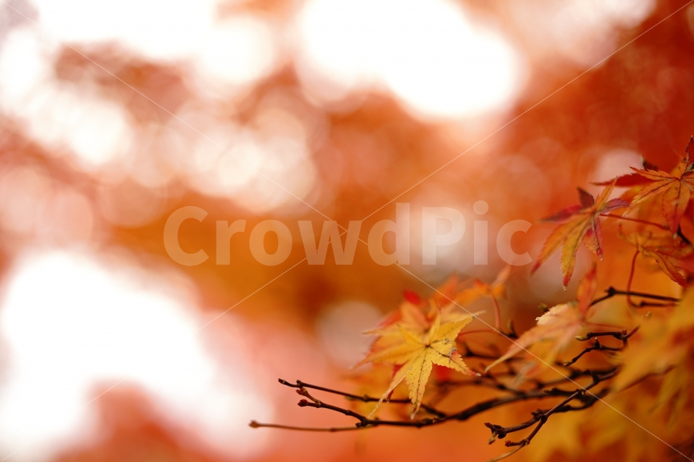 가을,단풍,계절,감성,필름,가을,계절,fall,autumn,season,식물,자연,plants,nature,감성,sensible,feeling,leaf,잎,plant,tree,나무