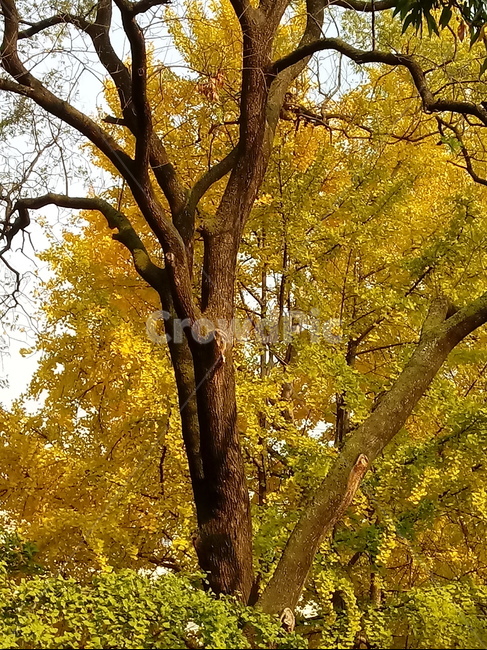 가을,단풍,낙엽,maple,plant,식물,단풍나무,단풍잎,leaf,잎,tree,나무,계절,fallautumnseason,가을단풍,자연,풍경,경치,가을,계절,fall,autumn,season,식물,자연,plants,nature,나무,trees,wood,tree trunk,나무 줄기