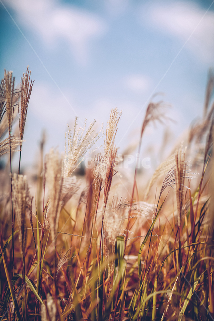 갈대,하늘,노을,공원,감성,분위기,가을,계절,fall,autumn,season,grass,잔디,plant,식물