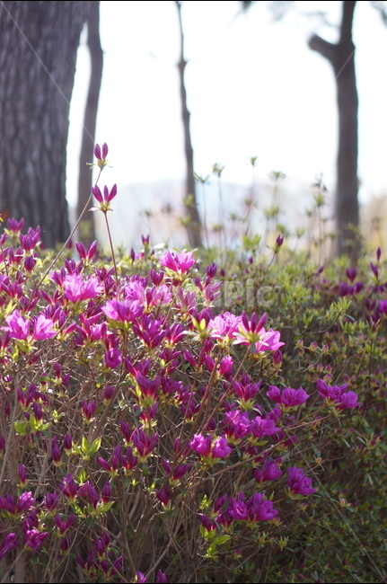 영산홍,소나무,핑크,봄,빛,나무,봄,계절,spring,season,식물,자연,plants,nature,꽃,flower,geranium,제라늄,plant,blossom
