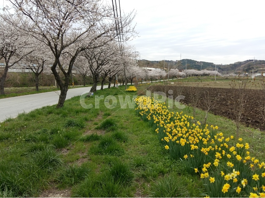 벚꽃길,봄,풍경,흐림,벚꽃,봄,계절,spring,season,자연,풍경,nature,landscape,한국자연풍경,한국자연경관,korea nature landscape,field,들,grassland,목초지,outdoors,옥외,plant,식물