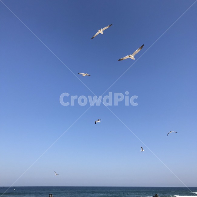 animal,동물,flying,나는,bird,새,blue,바다,하늘,갈매기,기러기,동물,animal,조류,새,birds