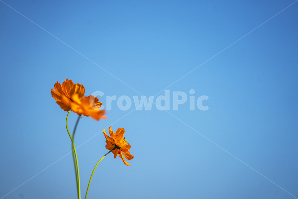 황화코스모스,꽃,가을꽃,파란하늘,식물,가을,계절,fall,autumn,season,식물,자연,plants,nature,꽃,flower,plant