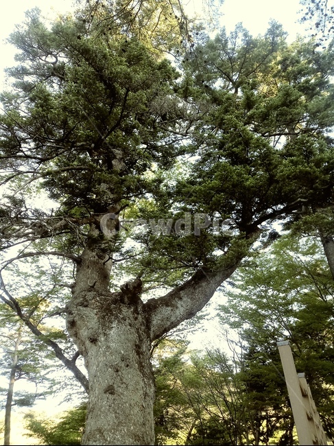 경주,자연,하늘,나무,식물