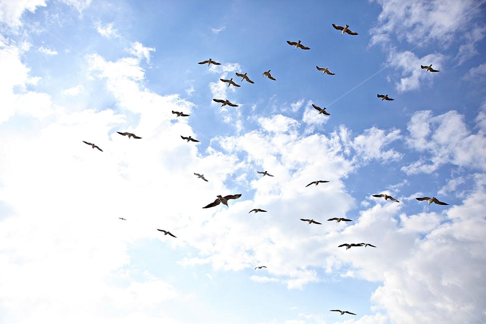 갈매기,새,조류,하늘,자연,배경,구름,조류,새,birds