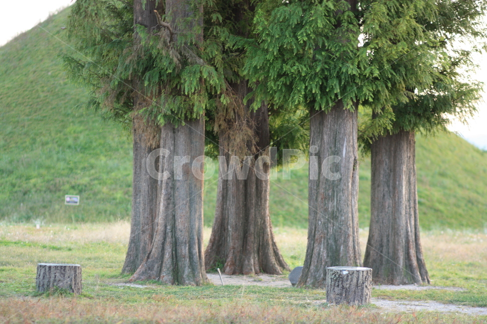 경주,휴식터,나무,몽환적,분위기,자연,풍경,nature,landscape,식물,plants,나무,trees,wood,tree,plant
