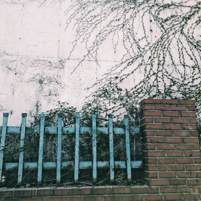 울타리,벽돌,덩쿨,벽,색감,fence,brick,dunks,wall,빈티지사진,빈티지느낌,빈티지감성,vintage