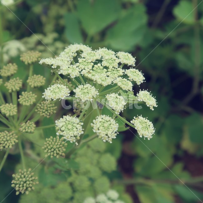 plant,flower,nature,green,white,blooming,식물,꽃,풀,자연,초록색,초록,하얀색,하얀,만개,핀,피어나다