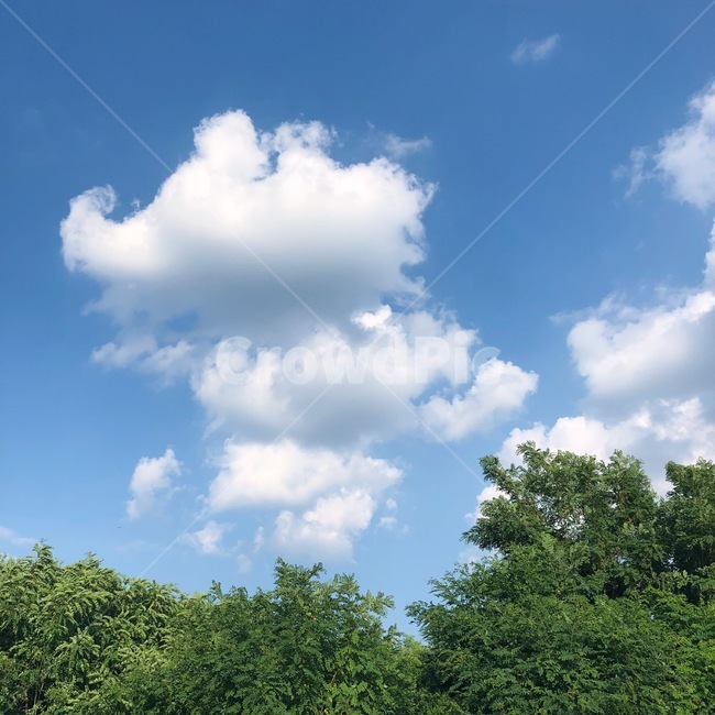 나무,sky,뭉게구름,구름,cloud,하늘,맑음,맑은날