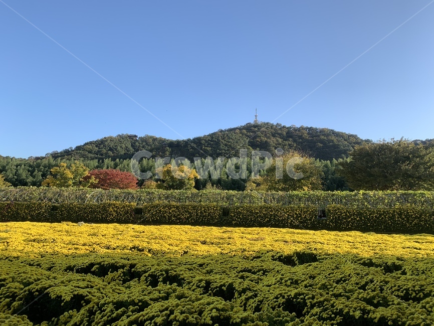 숲,나무,공원,봄,가을,낙엽,단풍,하늘,맑음,nature,자연,outdoors,외출,산책