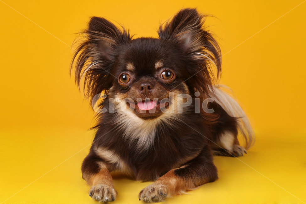 강아지,개,엎드린,노란색배경,치와와,장모치와와,스튜디오,dog,puppy,studio,yellowbackground,chihuahua,longhairedchihuahua,동물,animal,포유류,mammal,개,강아지,dog,doggy
