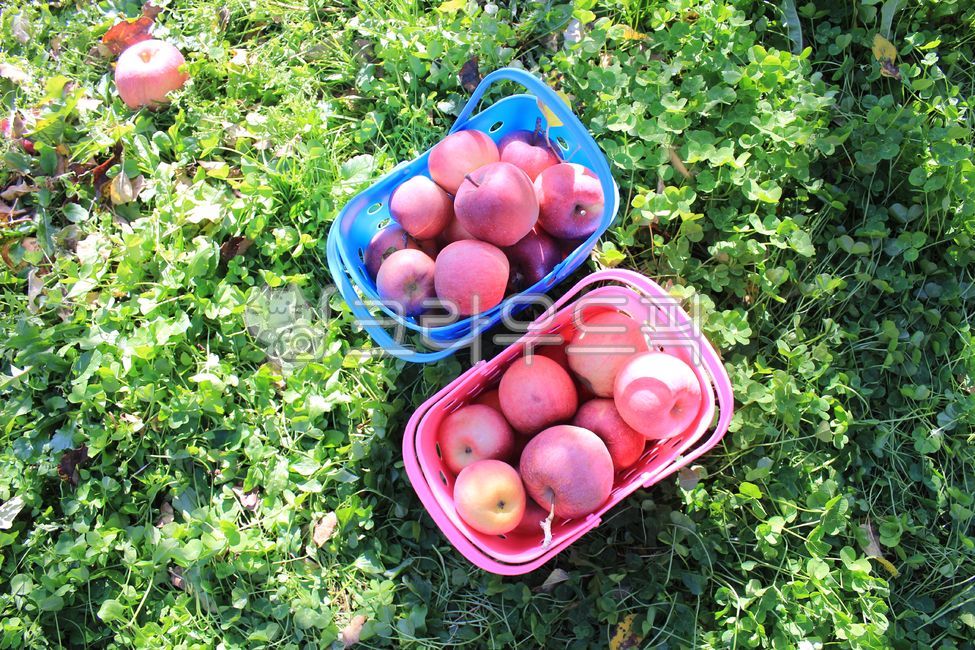 basket,green,nature,fruit,apple basket,red,apple,emotion,background,plant,apple harvest