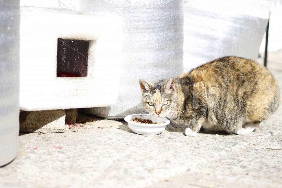 고양이,반려동물,유기묘,길냥이,애완동물,cat,pet,kitten,아기고양이,코숏,코리안숏헤어,동물,animal,햇살,햇볕,일광욕,sunshine,캣맘,캣대디,동물,animal,고양이,cat,kitten,kitty,포유류,mammal