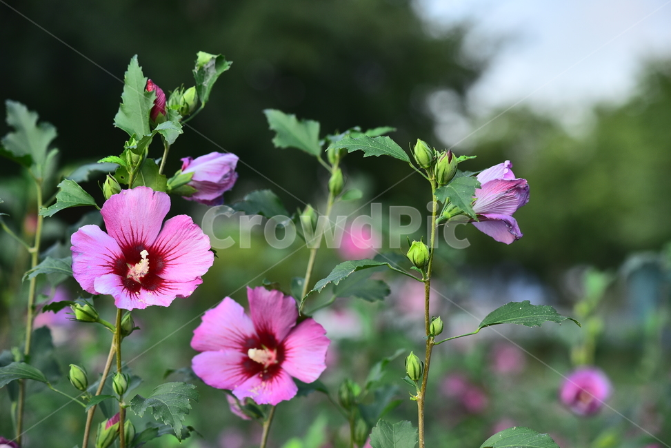 무궁화,꽃,우리나라꽃,국화,분홍색,자주색,나무꽃,야외,flowers,배경,바탕,백그라운드,blossom,plant,flower,식물,식물,자연,plants,nature,꽃,flower