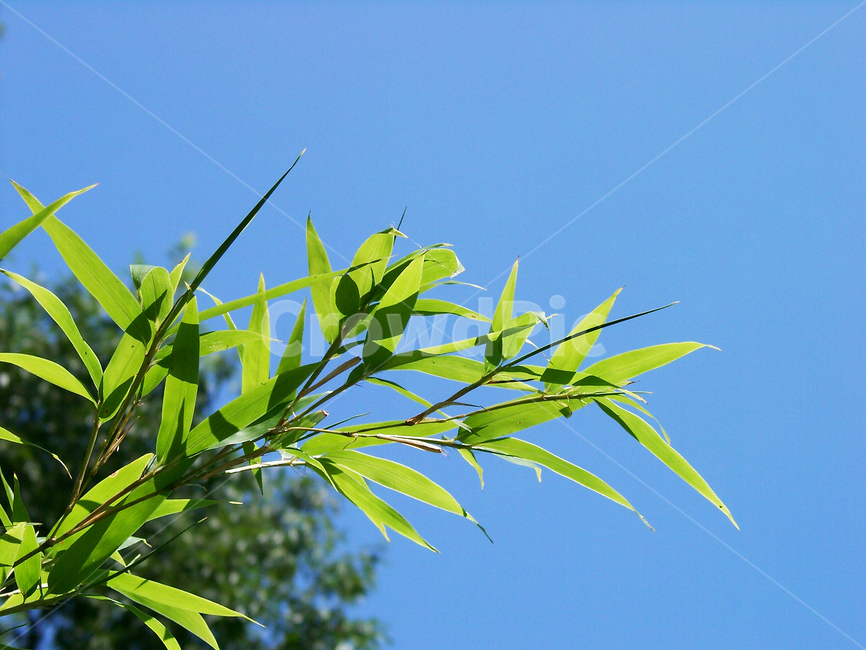 대나무잎,대나무숲,대나무,대잎,식물,식물,자연,plants,nature