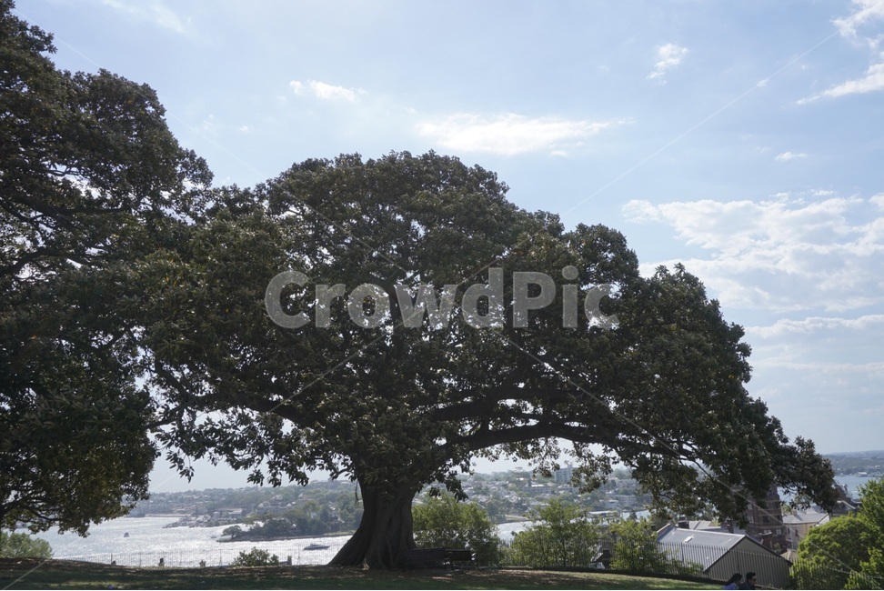 호주,Sydney,자연,nature,australia,풍경,scenery,나무,tree,하늘,sky,도시,풍경,city,landscape,해외,외국,세계,foreign,oversea,world,세계도시풍경,해외도시풍경,외국도시풍경,world cityscape,식물,자연,plants,nature,나무,trees,wood,plant