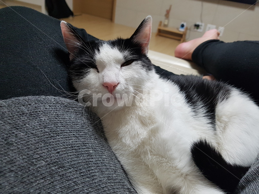 고양이,코숏,검정색,하얀색,꼬리,핑크,귀,cute,animal,cat,동물,animal,포유류,mammal,고양이,cat,kitten,kitty