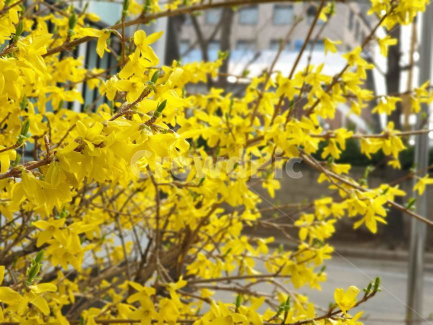 개나리,봄,꽃,자연,노랑,yellow,spring,편안한,따뜻한,예쁜,아름다운,blossom,개화,식물,노란,봄,계절,spring,season,식물,자연,plants,nature,꽃,flower,plant,leaf,잎,tree,나무
