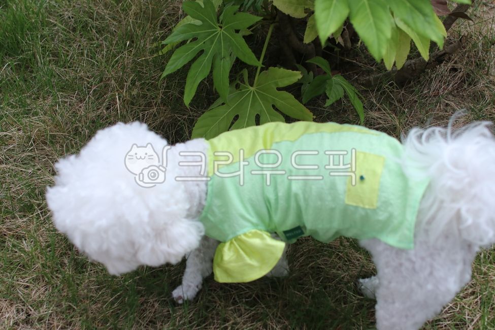 강아지옷,강아지,귀여운강아지,예쁜강아지,비숑,강아지의류,비숑프리제,강아지산책,산책,강아지산보,나들이,강아지나들이