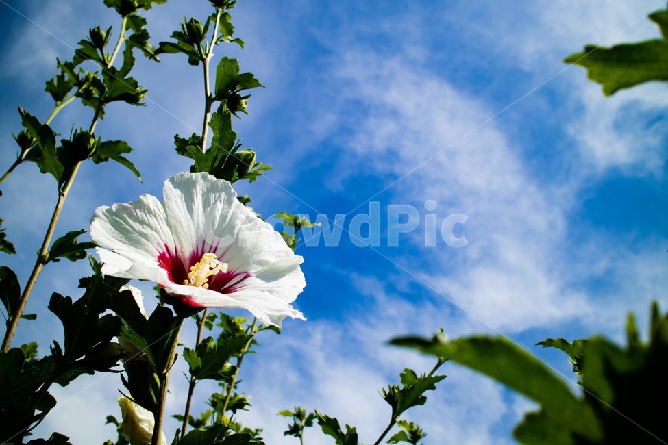 꽃,무궁화,우리나라꽃,식물,flower,무궁화꽃,국화,나무,삼일절,애국심,야생화,대한민국의상징,속씨식물,아욱과,나라꽃,씨앗,열매,꽃잎,붉은색,무궁화정신,쌍떡잎식물,근화,흰색,연분홍색,분홍색,단체수술,공원,조경,무궁화과,식물,자연,plants,nature,꽃,flower