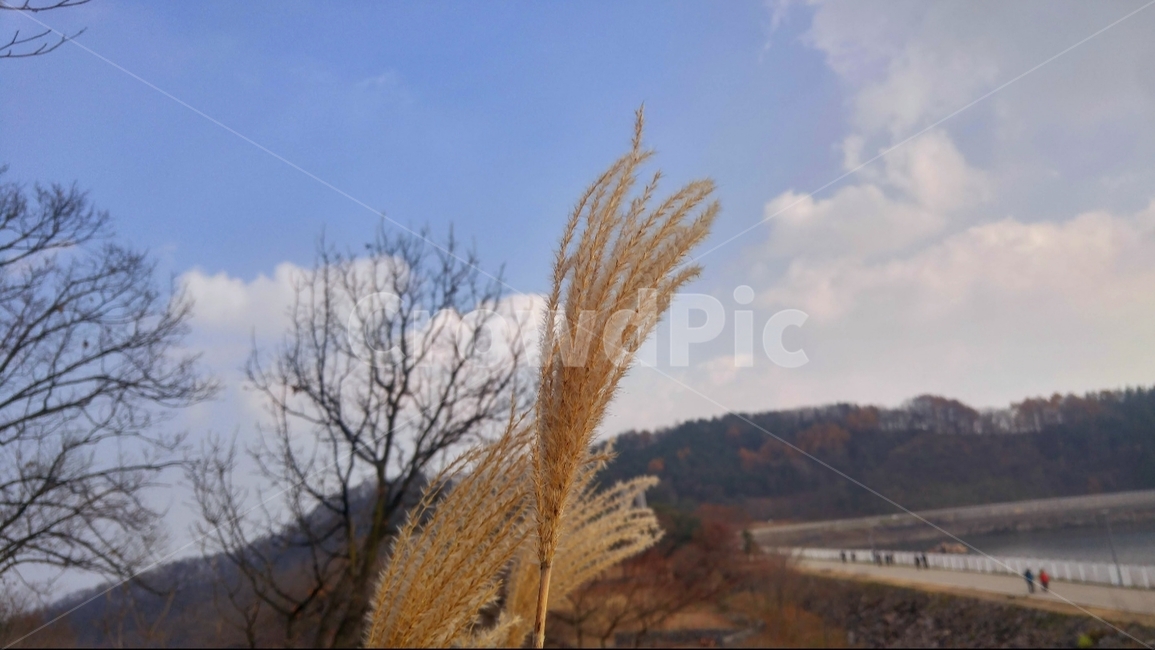 호수,갈대,풀,가을,둘레길,가을,계절,fall,autumn,season