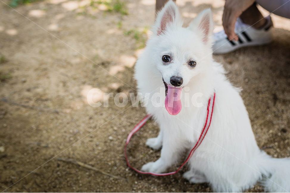 강아지,개,반려견,흰색가,하얀개,교감,동물,산책,강아지산책,동물,animal,포유류,mammal,개,강아지,dog,doggy