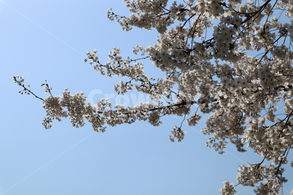 산책길,벚꽃,벚꽃나무,꽃,나무,plant,식물,flower,blossom
