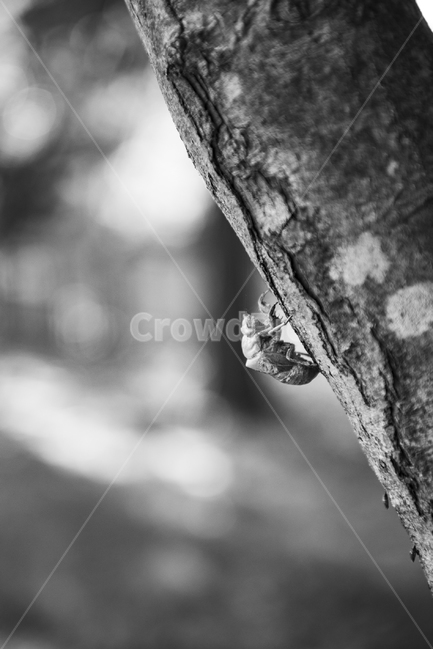 곤충,매미유충,매미,허물,자연,동물,animal,곤충,벌레,insect,bug,흑백,모노톤,monochrome,black and white