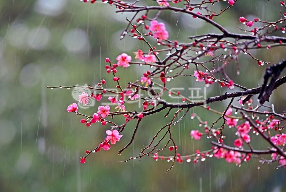 plant,식물,꽃,양산통도사자장매,통도사자장매,통도사홍매화,자장매화,홍매화,우중매화,우중매,봄,계절