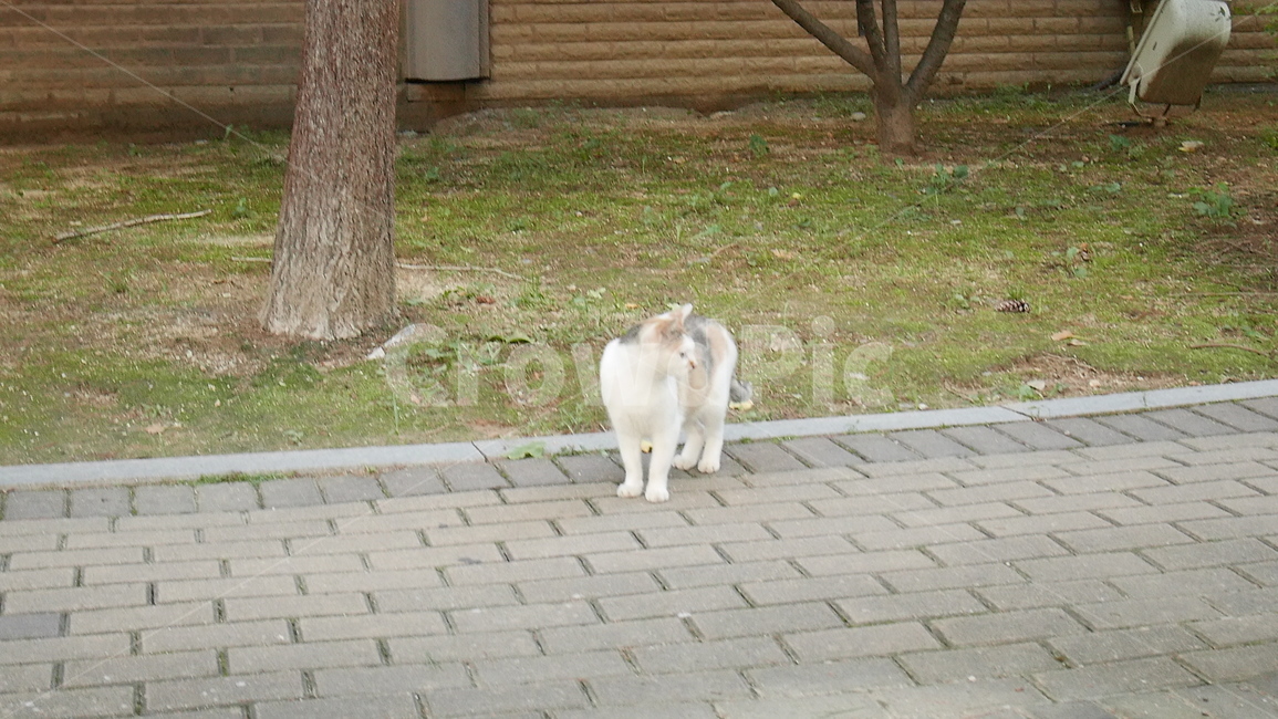 길고양이,고양이,길,냐옹이,고양이옆모습,동물,animal,포유류,mammal,고양이,cat,kitten,kitty