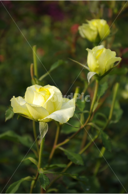 장미,꽃,식물,flower,자연,color,nature,식물,자연,plants,nature,꽃,flower