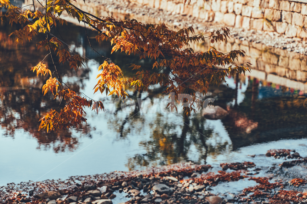절,통도사,가을,단풍,낙엽,감성,가을,계절,fall,autumn,season,자연,풍경,nature,landscape,leaf,잎,plant,식물,tree,나무