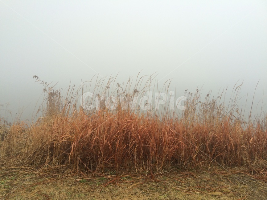 갈대,나뭇가지,안개,하늘,강,감성,식물,자연,plants,nature
