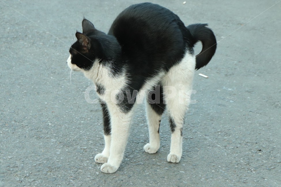 고양이,길고양이,기지개,스트레칭,점박이고양이