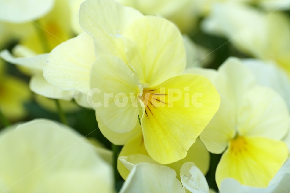 플라워,flower,식물,plants,나뭇가지,자연,nature,봄꽃,꽃사진,접사,마크로,macro,closeup,클로즈업,풍경,landscape,spring,한국자연,입춘,4월,april,감성,감성사진,힐링,힐링사진,느낌,feel,feeling,snap,스냅,스냅사진,꽃밭,화단,팬지꽃,pansy,Viola,현화식물문,쌍떡잎식물강,초화,봄,계절,spring,season,식물,자연,plants,nature,꽃,flower,plant,geranium,제라늄,blossom