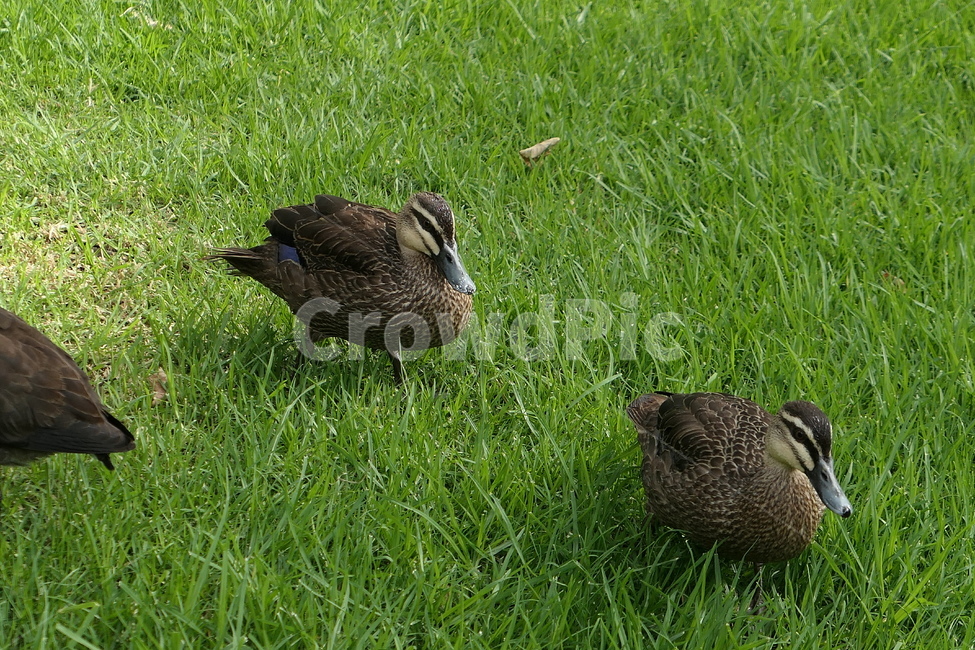 공원,오리,자연,동물,조류,동물,animal,조류,새,birds