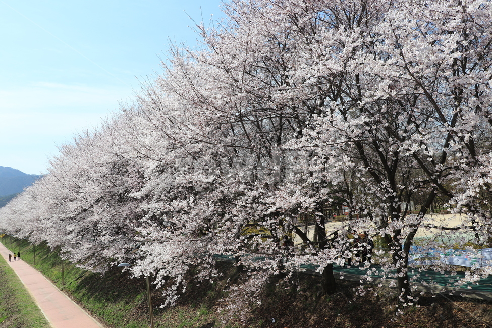 봄,벚꽃,꽃,spring,flower,cherryblossoms,봄,계절,spring,season,자연,풍경,nature,landscape,plant,식물,blossom