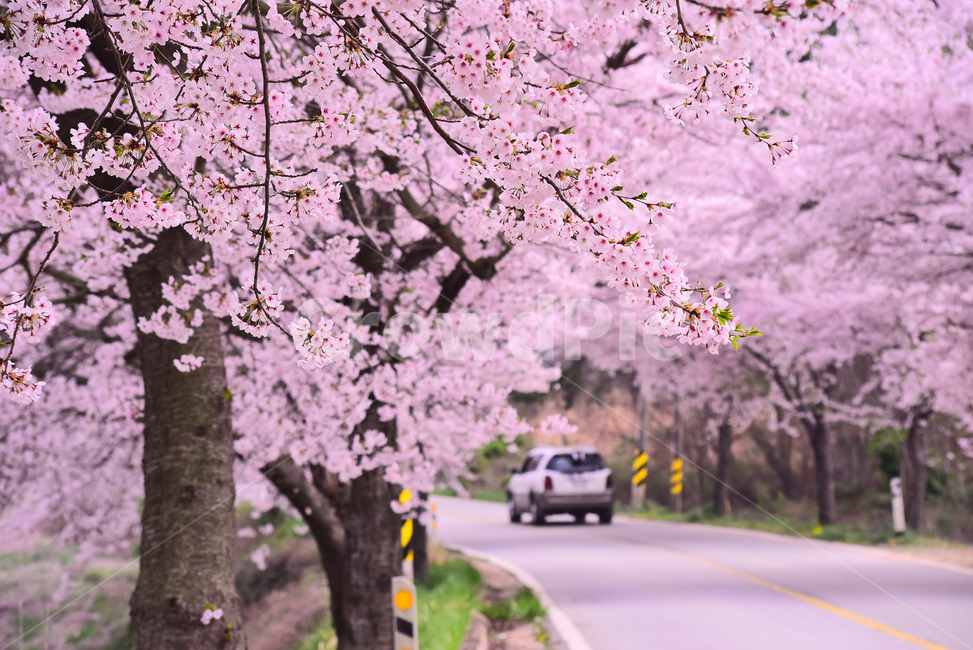 벚꽃,봄꽃,봄배경,분홍색꽃,핑크색,나무꽃,springflowers,시즌,계절,배경,cherryblossom,체리블러썸,바탕,season,백그라운드,꽃길,꽃터널,벚꽃터널,야외,옥외,아웃도어,blossom,꽃,flower,식물,plant,차량,차,car,자동차,길,도로,한국자연경관