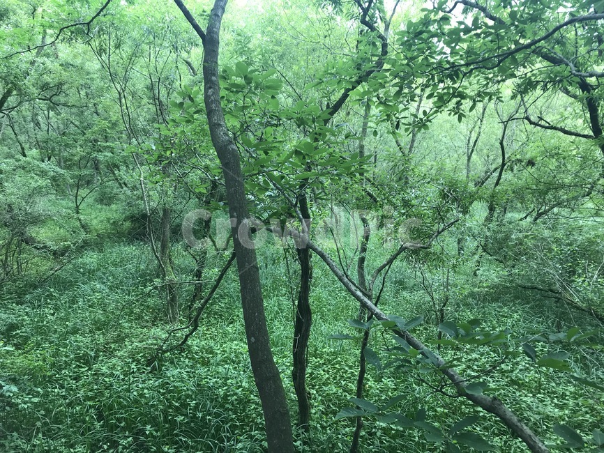 자연,숲,나무,습지,wetland