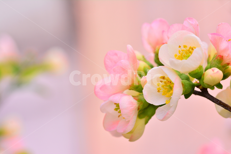 봄꽃,명자꽃,명자나무,꽃,분홍색꽃,핑크색,4월,5월,flowers,분위기,감성,필,화사한,아름다운,우아한,beautiful,엘레강스,elegance,연분홍색,나무꽃,관목,느낌,배경,바탕,백그라운드,background,보케,빛망울,접사,마크로,클로즈업,macro,봄,계절,spring,season,식물,자연,plants,nature,꽃,flower,plant