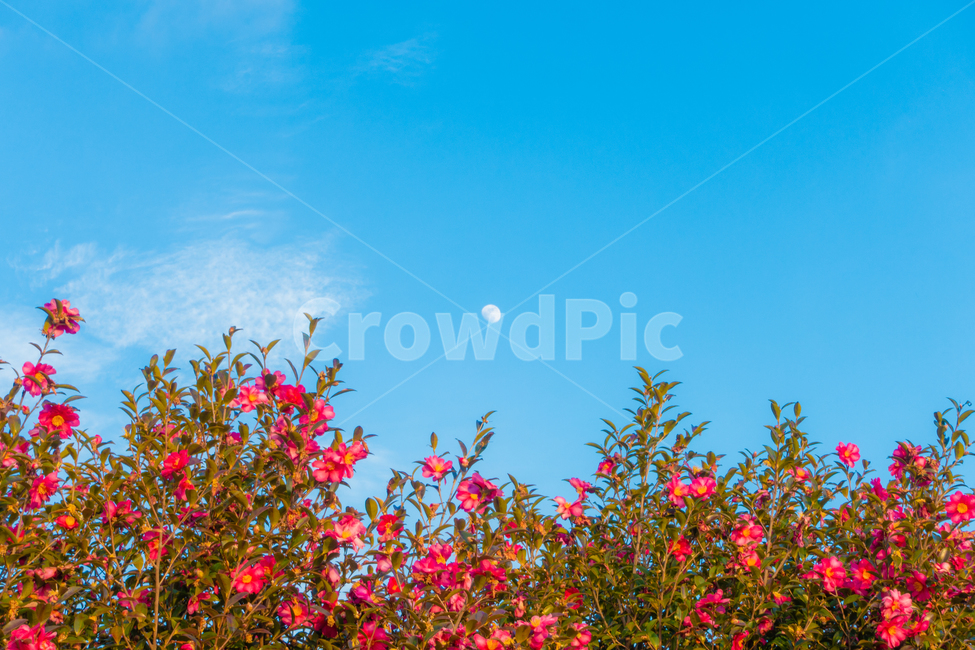 꽃,달,제주도,풍경,하늘,동백꽃,flower,moon,jeju,jejuisland,sky,자연,풍경,nature,landscape,plant,식물