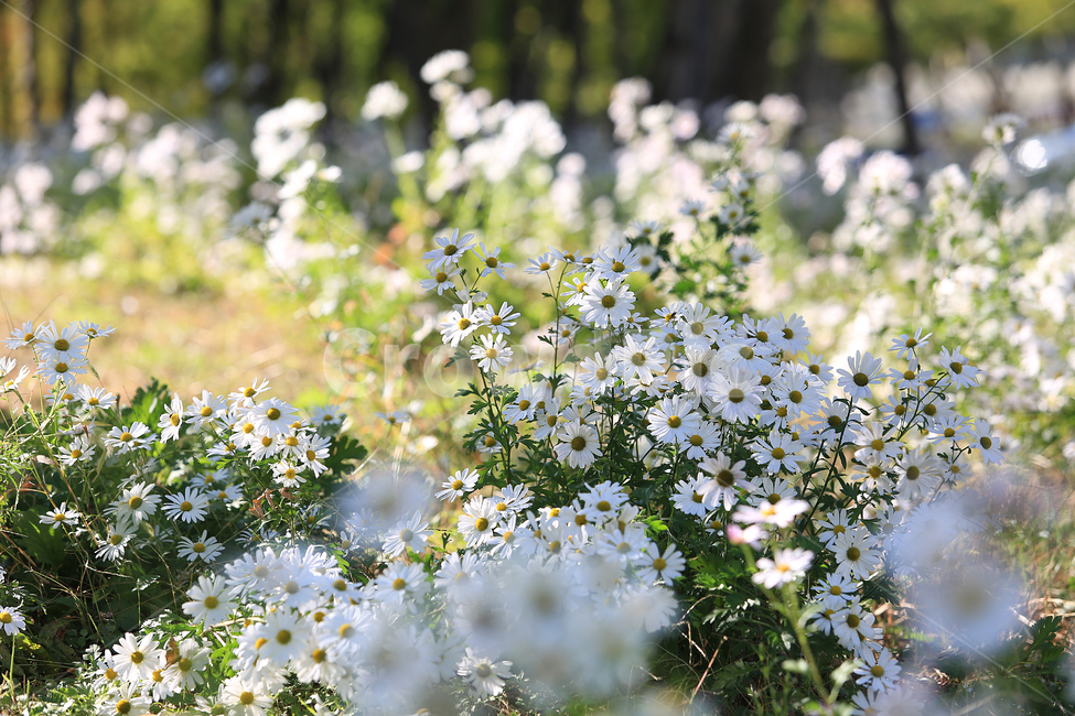 꽃,구절초,하양,flower,white,초록,green,식물,자연,plants,nature,꽃,flower