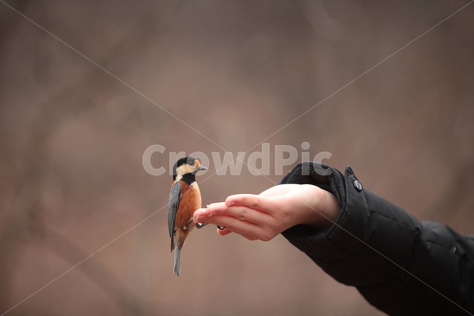 bird,새,animal,동물,human,nature,동물,animal,조류,새,birds