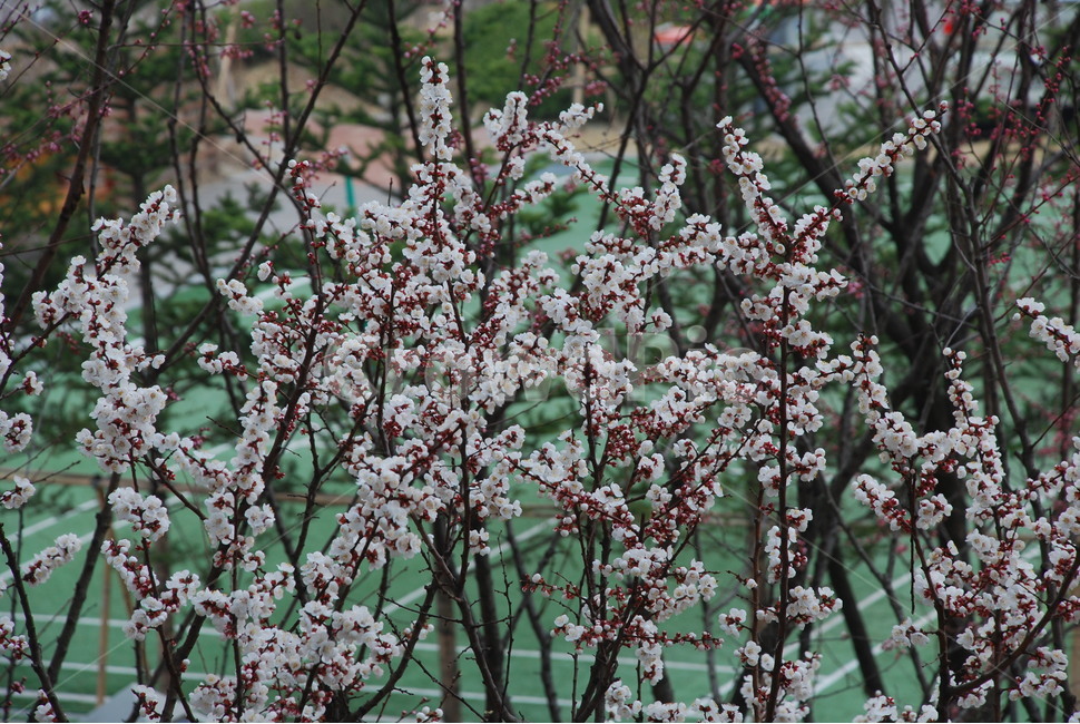 앵두꽃,꽃,봄꽃,봄,식물,봄,계절,spring,season,식물,자연,plants,nature,꽃,flower,plant,blossom,cherry blossom,벚꽃