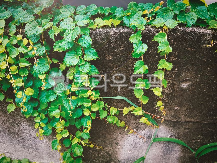 담장,담벼락,담쟁이덩굴,담쟁이덩쿨,초록잎,시멘트벽,담쟁이넝쿨,시멘트,콘크리트,담,벽,식물,비,여름,덩굴잎,덩쿨잎,덩쿨,잎사귀,담쟁이,자연배경,에코,초록색,자연,이슬,덩굴,싱그러움,백그라운드,eco,plants,nature,green,비에젖은,빗방울,background,rain,감성,sensible,feeling,season,계절