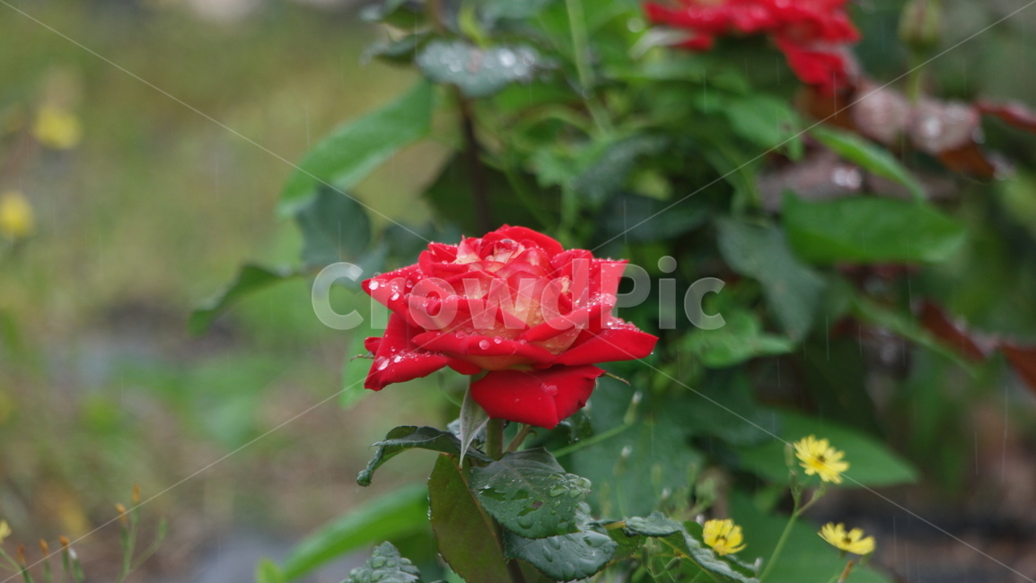 장미꽃,장미,장미원,로즈,로즈가든,식물,자연,plants,nature,꽃,flower