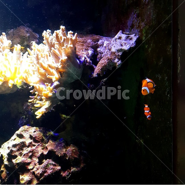 수족관,아쿠아리움,니모,흰동가리,물고기,산호,aquarium,fish,nemo,findingnemo,자연,coral,동물,animal,어류,물고기,fish
