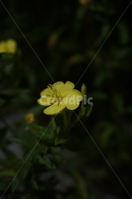 달맞이꽃,해방초,꽃,식물,여름꽃,자연,flower,nature,placts,노란색,화단,우아한,아름다운,가든