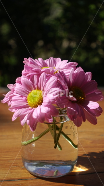 outdoor,야외,꽃,꽃병,국화,plant,식물,vase,flower